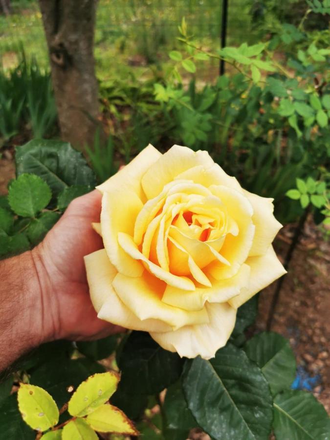 La Maison Du Soleil Provence ドラギニャン エクステリア 写真